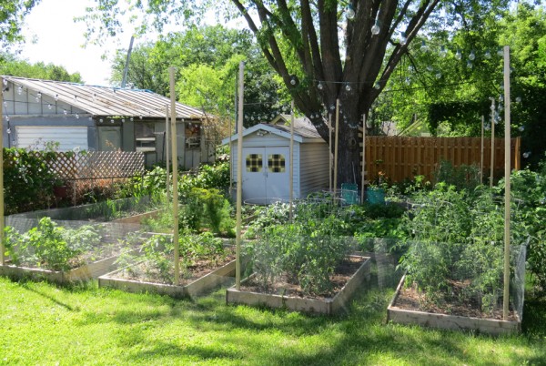 The extensive garden in the backyard of Grampa's Pizzeria which supplies fresh ingredients for their menu.