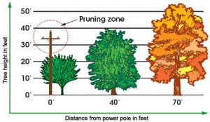 Pruning and planting guide from Madison Gas & Electric. Courtesy: MG&E